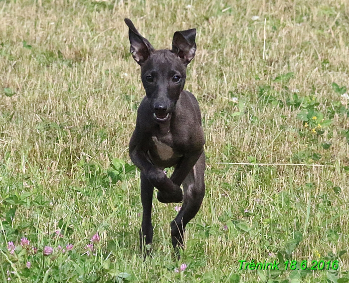 Nas trenink 18.6.2016 Vsecny feny a Bertrando (121)