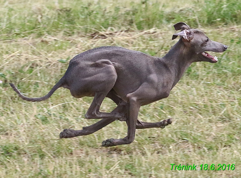 Nas trenink 18.6.2016 Vsecny feny a Bertrando (122)