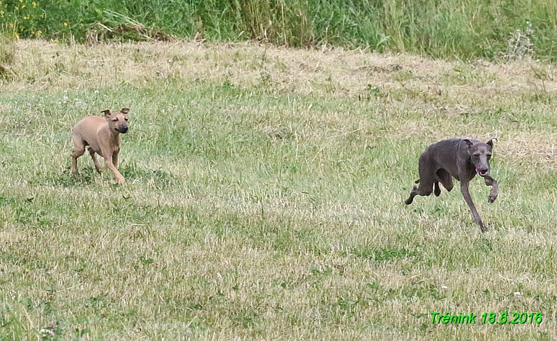 Nas trenink 18.6.2016 Vsecny feny a Bertrando (123)