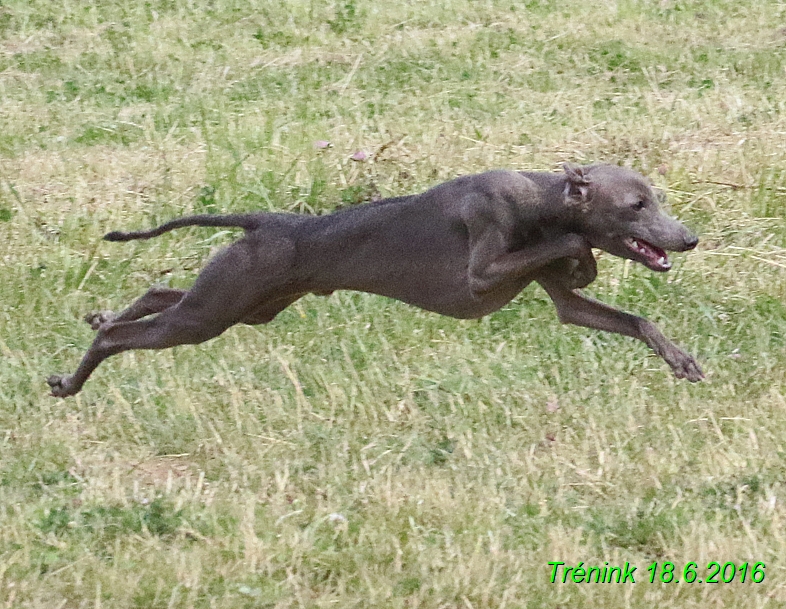 Nas trenink 18.6.2016 Vsecny feny a Bertrando (125)