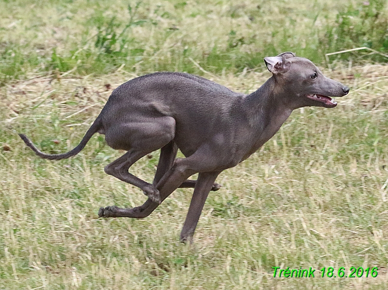 Nas trenink 18.6.2016 Vsecny feny a Bertrando (127)