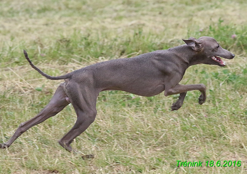 Nas trenink 18.6.2016 Vsecny feny a Bertrando (141)