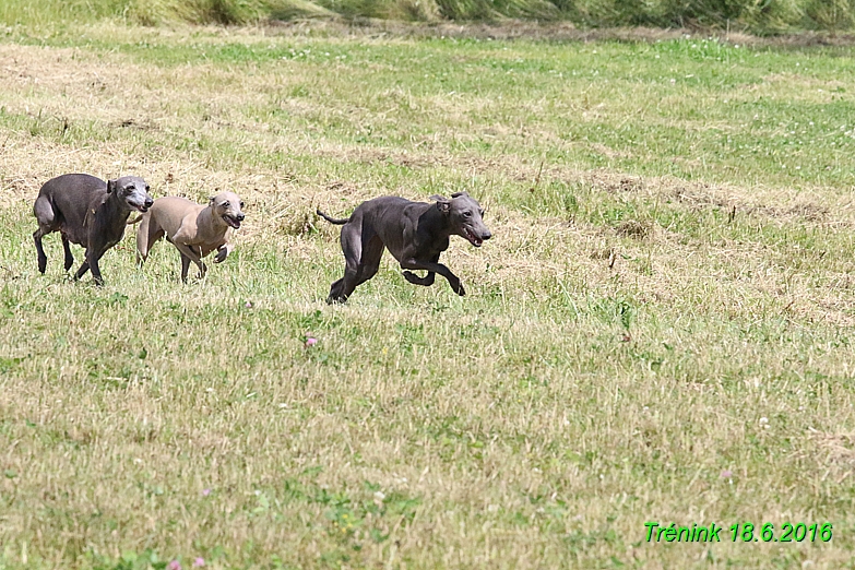 Nas trenink 18.6.2016 Vsecny feny a Bertrando (147)