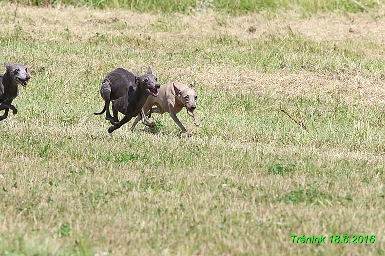 Nas trenink 18.6.2016 Vsecny feny a Bertrando (149)