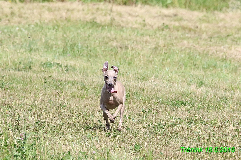 Nas trenink 18.6.2016 Vsecny feny a Bertrando (151)