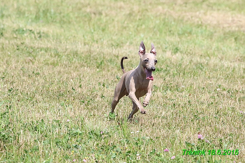 Nas trenink 18.6.2016 Vsecny feny a Bertrando (152)