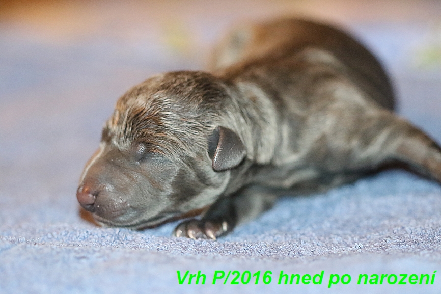 Vrh P 2016, druhy kluk hned po narozeni (2)