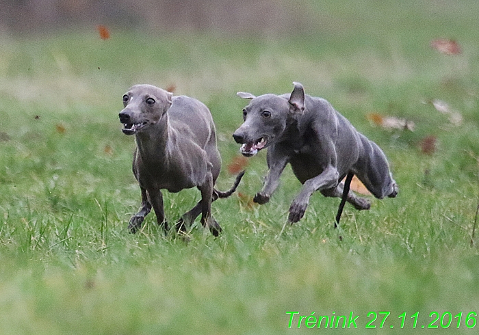 Náš trénink 27.11.2016 Všechny feny, Bertrando (25)