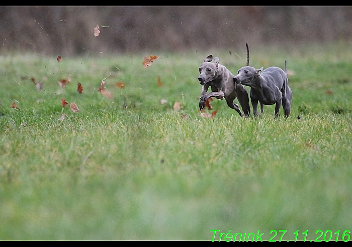 Náš trénink 27.11.2016 Všechny feny, Bertrando (30)