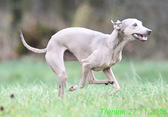 Náš trénink 27.11.2016 Všechny feny, Bertrando (50)