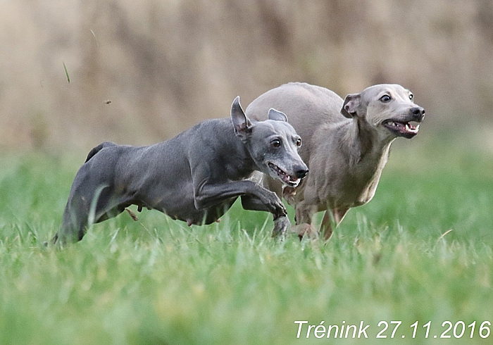 Náš trénink 27.11.2016 Všechny feny, Bertrando (53)