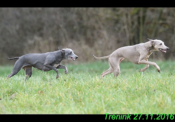 Náš trénink 27.11.2016 Všechny feny, Bertrando (62)