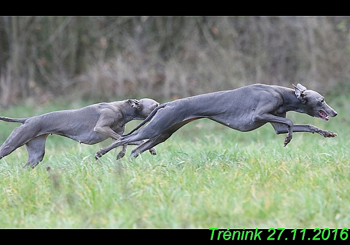 Náš trénink 27.11.2016 Všechny feny, Bertrando (82)