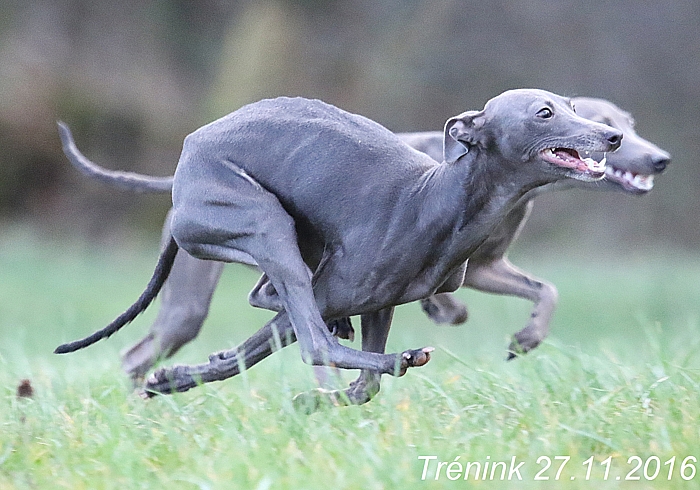 Náš trénink 27.11.2016 Všechny feny, Bertrando (90)