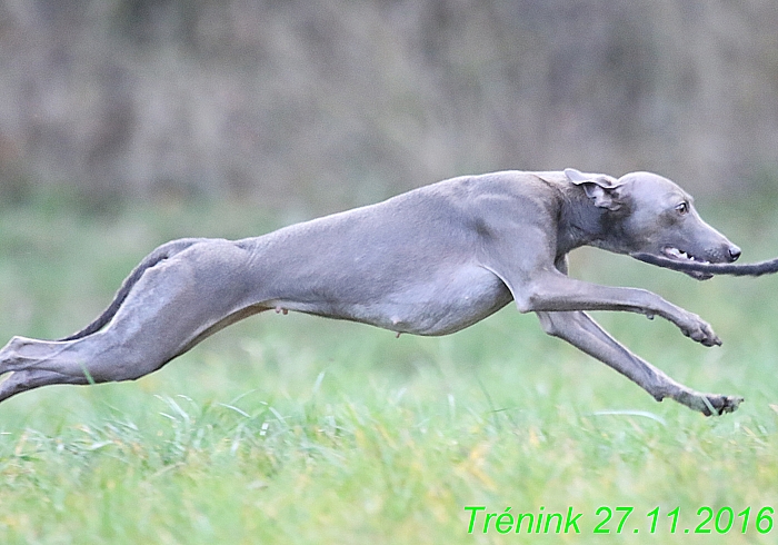 Náš trénink 27.11.2016 Všechny feny, Bertrando (94)