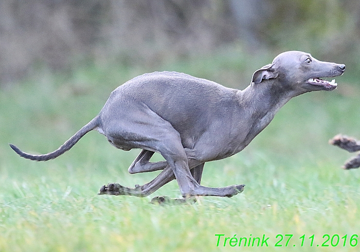 Náš trénink 27.11.2016 Všechny feny, Bertrando (95)