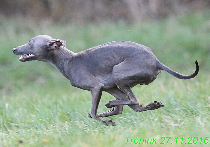 Náš trénink 27.11.2016 Všechny feny, Bertrando (108)