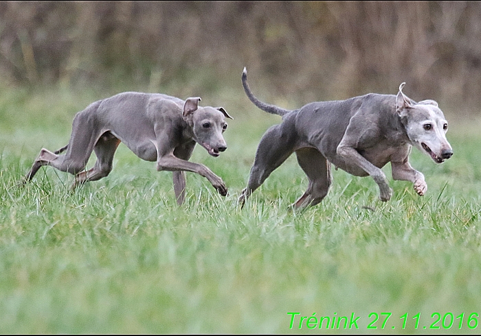 Náš trénink 27.11.2016 Všechny feny, Bertrando (137)