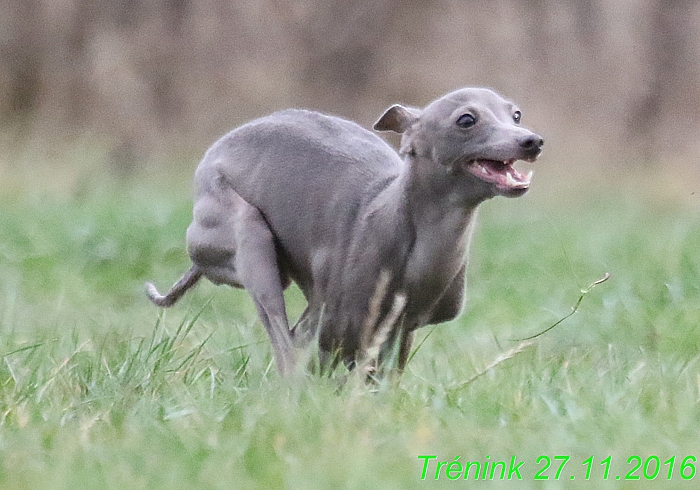 Náš trénink 27.11.2016 Všechny feny, Bertrando (140)