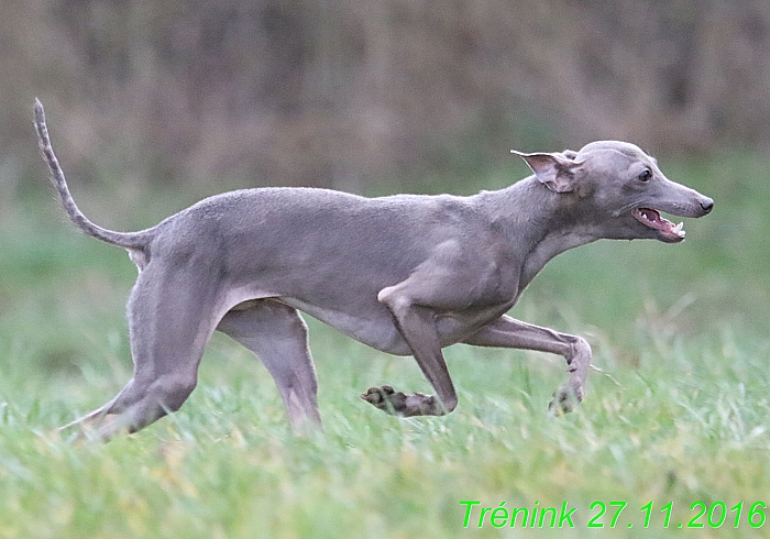 Náš trénink 27.11.2016 Všechny feny, Bertrando (143)