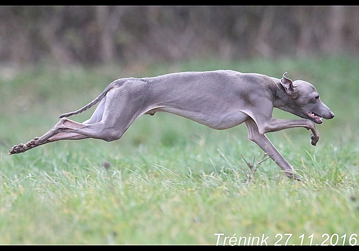 Náš trénink 27.11.2016 Všechny feny, Bertrando (145)