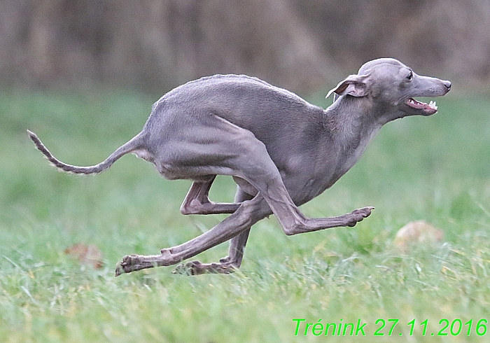 Náš trénink 27.11.2016 Všechny feny, Bertrando (146)