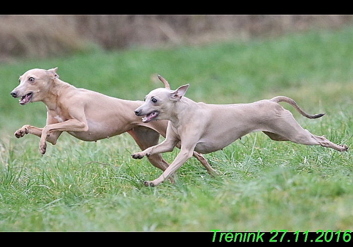 Náš trénink 27.11.2016 Všechny feny, Bertrando (164)