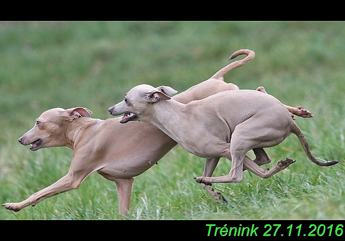 Náš trénink 27.11.2016 Všechny feny, Bertrando (170)