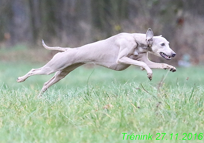 Náš trénink 27.11.2016 Všechny feny, Bertrando (45)