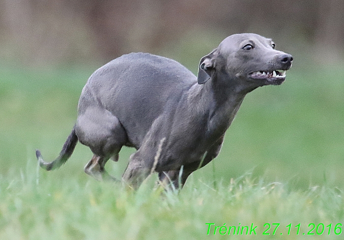 Náš trénink 27.11.2016 Všechny feny, Bertrando (67)