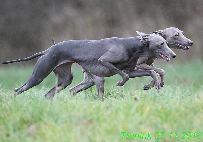 Náš trénink 27.11.2016 Všechny feny, Bertrando (73)