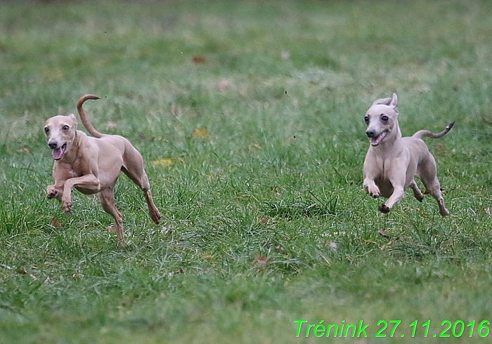 Náš trénink 27.11.2016 Všechny feny, Bertrando (178)