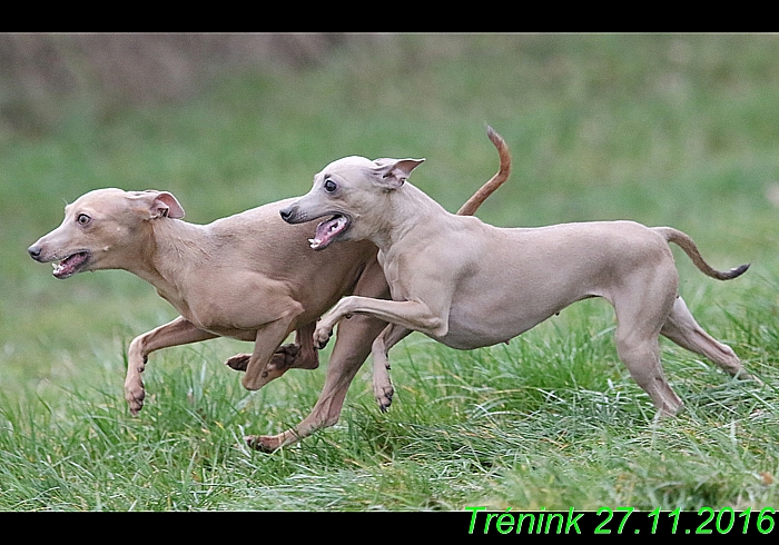 Náš trénink 27.11.2016 Všechny feny, Bertrando (166)