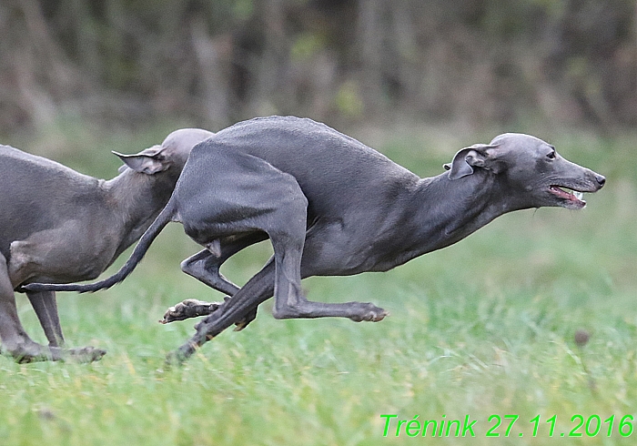 Náš trénink 27.11.2016 Všechny feny, Bertrando (77)