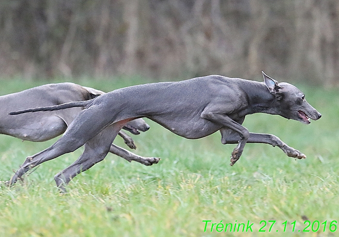 Náš trénink 27.11.2016 Všechny feny, Bertrando (78)