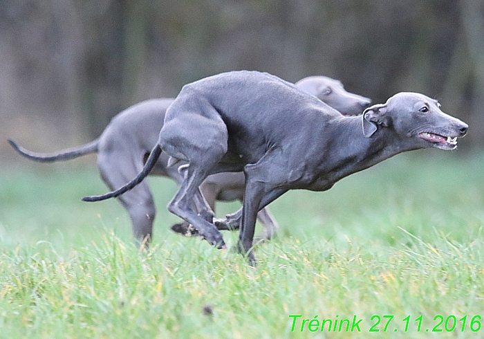 Náš trénink 27.11.2016 Všechny feny, Bertrando (92)