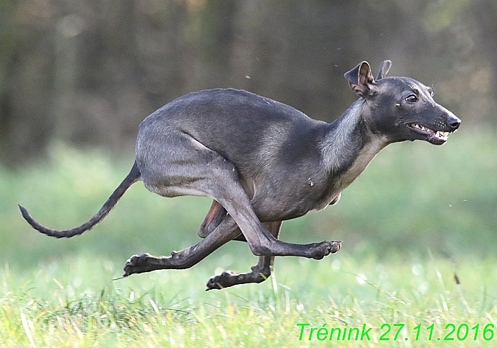 Náš trénink 27.11.2016 Všechny feny, Bertrando (116)