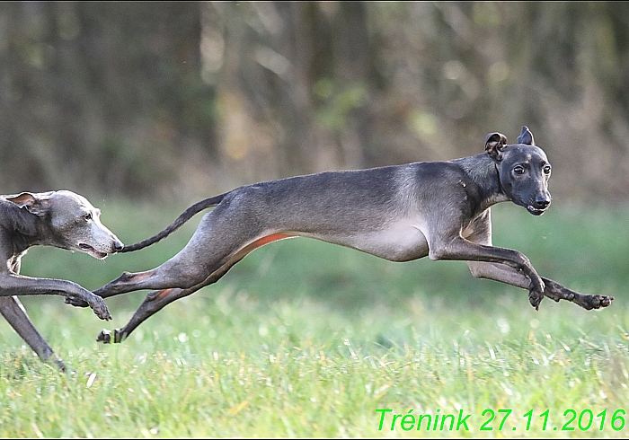 Náš trénink 27.11.2016 Všechny feny, Bertrando (117)