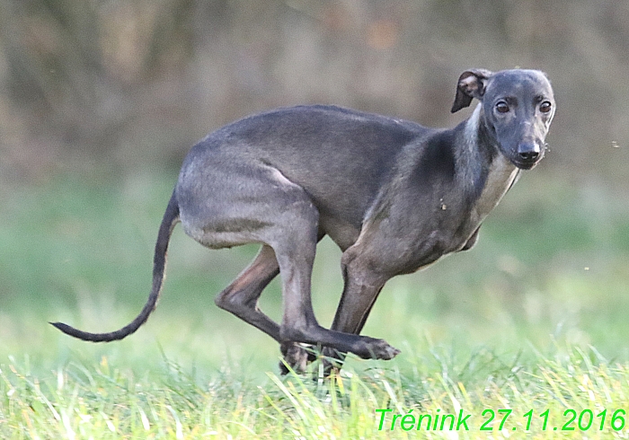 Náš trénink 27.11.2016 Všechny feny, Bertrando (118)