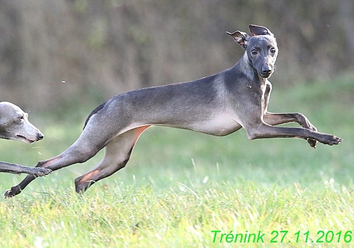 Náš trénink 27.11.2016 Všechny feny, Bertrando (119)