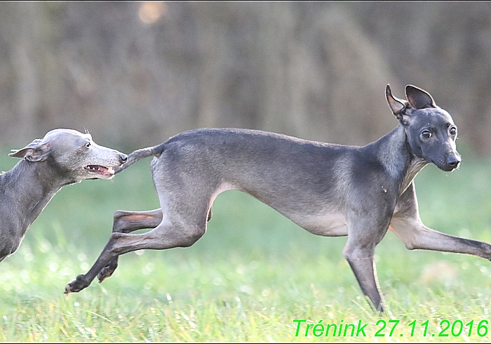 Náš trénink 27.11.2016 Všechny feny, Bertrando (121)