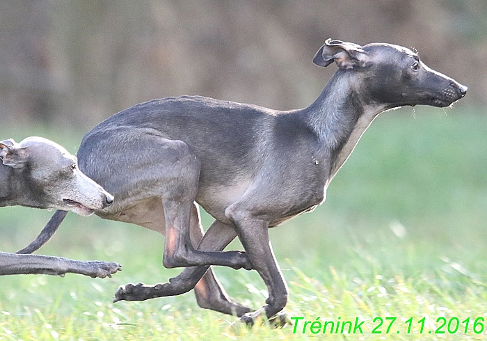 Náš trénink 27.11.2016 Všechny feny, Bertrando (122)