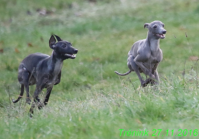 Náš trénink 27.11.2016 Všechny feny, Bertrando (126)