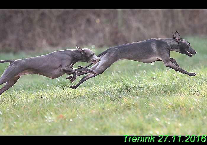 Náš trénink 27.11.2016 Všechny feny, Bertrando (135)