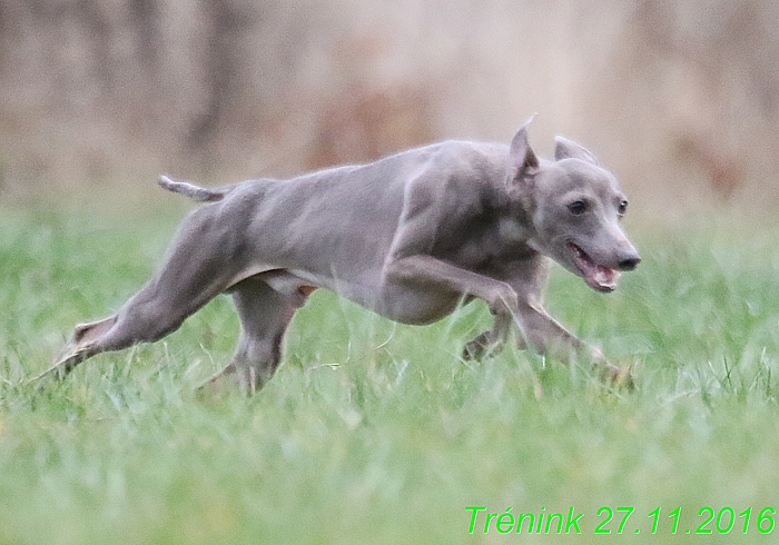 Náš trénink 27.11.2016 Všechny feny, Bertrando (141)