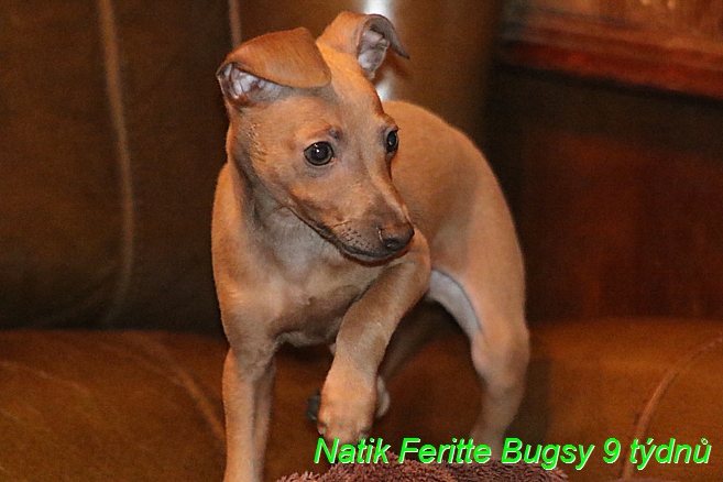 Natik Feritte Bugsy 9 tydnu (5)