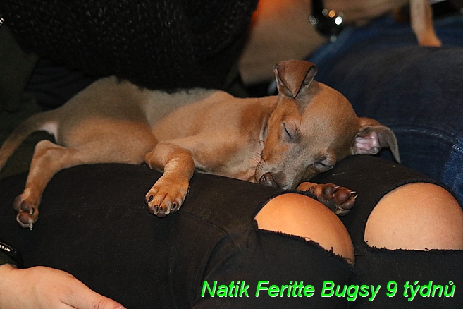 Natik Feritte Bugsy 9 tydnu (7)