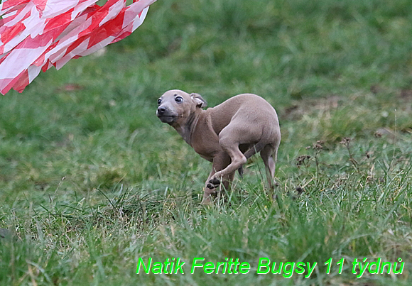 Natik Feritte Bugsy. Trenink 26 (1)