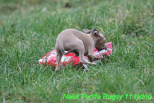 Natik Feritte Bugsy. Trenink 26 (2)