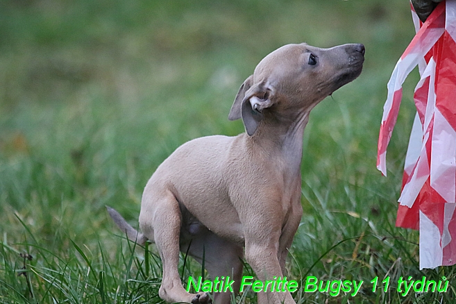 Natik Feritte Bugsy. Trenink 26 (3)